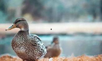 鸭子为什么吃瓜,揭秘鸭子为何钟爱吃瓜的奥秘