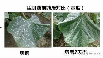 翠萍吃瓜,揭秘娱乐圈背后的那些事儿