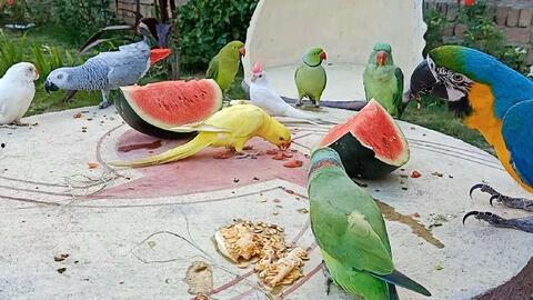 凤凤吃瓜作者,网络红人的崛起与争议