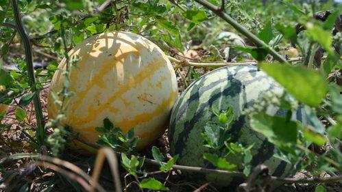 去那吃瓜,跟随“去那吃瓜”探索各地特色美食之旅