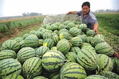 卖瓜的免费吃,尽享卖瓜乐趣